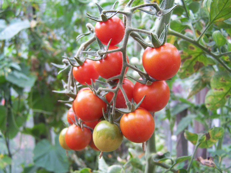 pomidorų krūmų anastasija