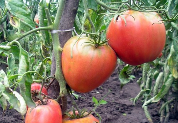 Tomatenbüsche König von London