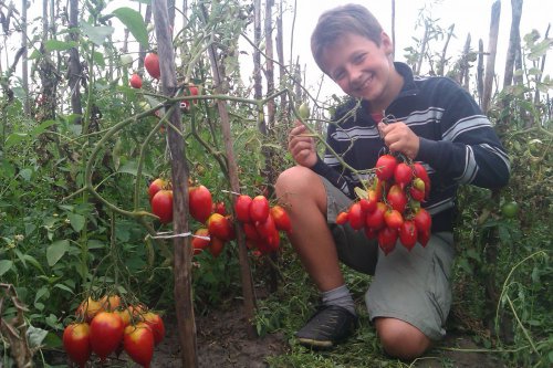 Tomatenbüsche Legende von Tarasenko