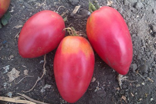 tomate nastenka en el jardín
