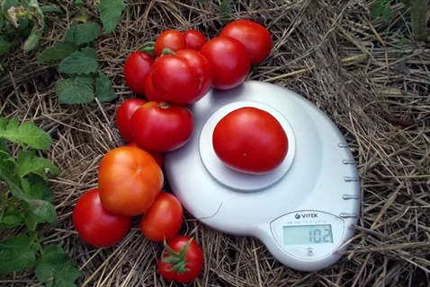 utseendet på tomatpolar tidig mogning