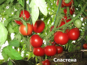 Pomidorų veislės Slasten charakteristikos ir aprašymas, derlius