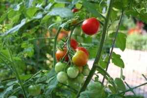 Características y descripción de la variedad de tomate Sweet girl, su rendimiento