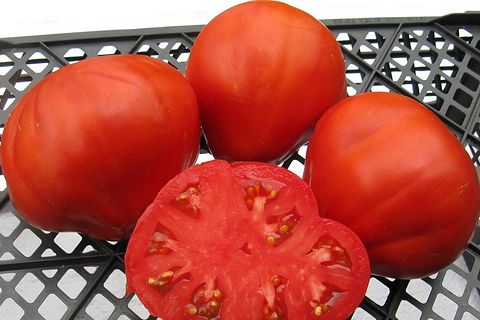 smak pomidorów