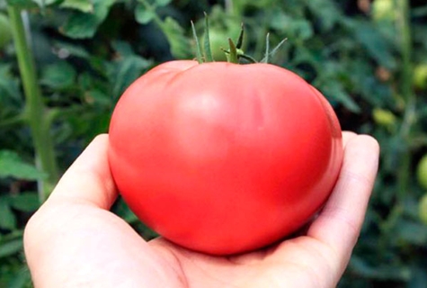 tomaatti vaaleanpunainen paratiisi kädessä