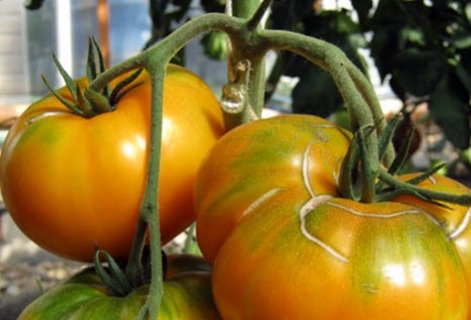 paradajkové kríky Medový obr