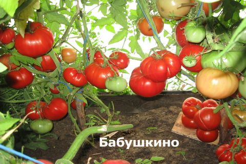 grandmother's tomatoes