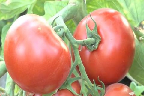 tomater høst
