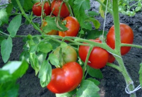 pomodoro Sibiryak f1 in giardino