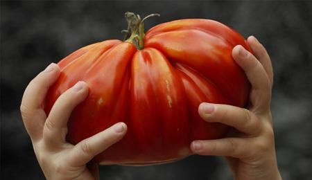 dimenzije rajčice