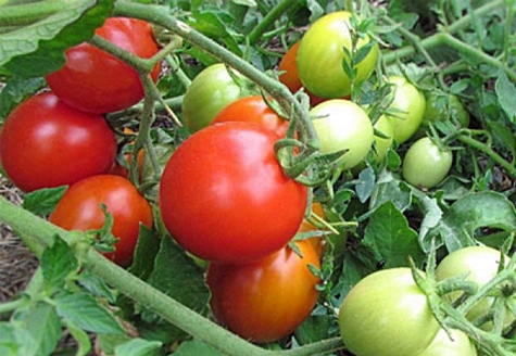 domates çalıları irishka