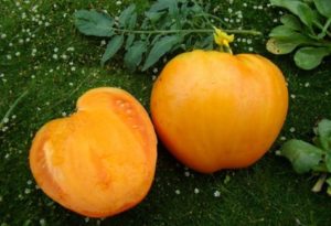 Eigenschaften und Beschreibung der Tomatensorte Honiggigant, deren Ertrag