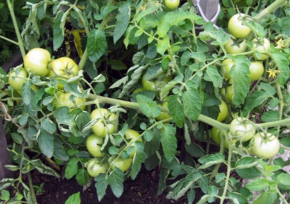žali krūmai pomidorų Anastasija