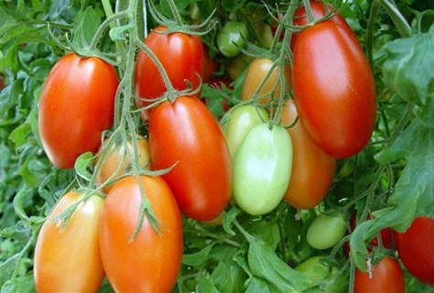 Roma-Tomate im Garten