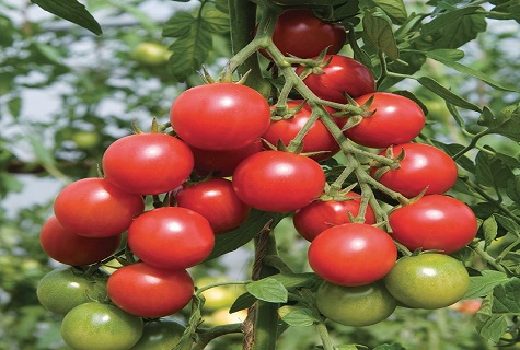 zrelé paradajky