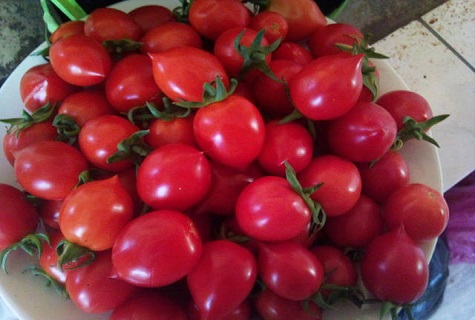 Eigenschaften und Beschreibung der Tomatensorte Sweet Kiss, deren Ertrag