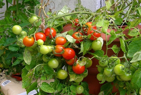 tomates en el macizo de flores