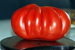 Tomaattilajikkeen ominaisuudet ja kuvaus Sata kiloa, sen sato