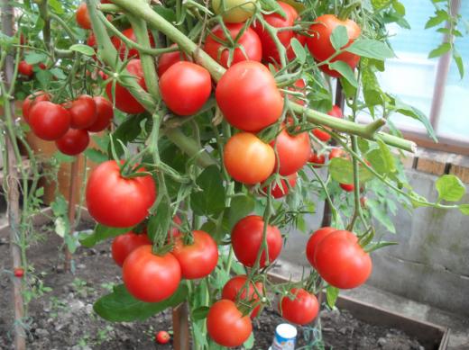 verlioka Tomate in einem Gewächshaus