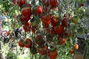 מאפיינים ותיאור של זן העגבניות היובל של טרסנקו, התשואה שלו