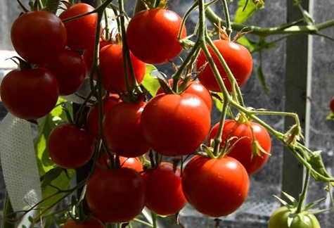 paradajkové kríky červený ochranný kryt