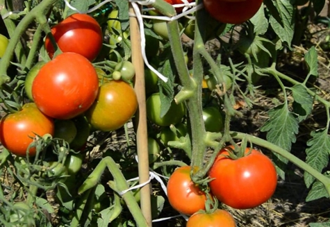 vroege Ural-tomaat in de tuin
