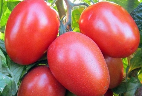 Roma tomat i det åbne felt
