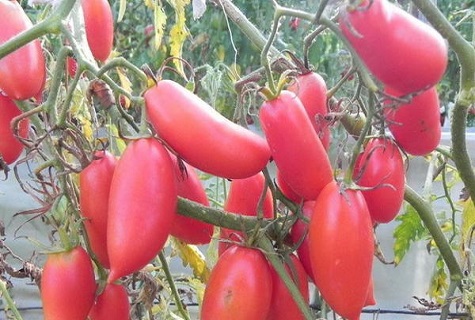 reife Tomate