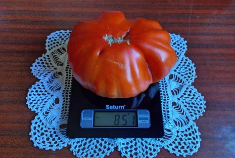 tomato on scales