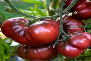 Roomalaisen tomaattilajikkeen ominaisuudet ja kuvaus, sen sato