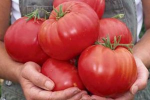 Charakterystyka i opis odmiany pomidora Syberyjski cud, jej plon
