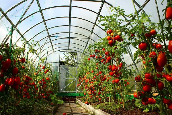 tomater Sukker Nastasya i drivhuset