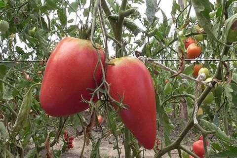 coltivazione del pomodoro