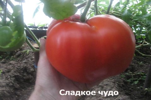 soort tomaat zoet wonder