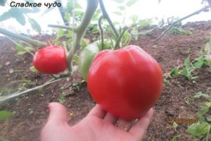 Tomaattilajikkeen ominaisuudet ja kuvaus Makea ihme, sen sato