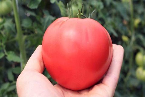tomatenrassen
