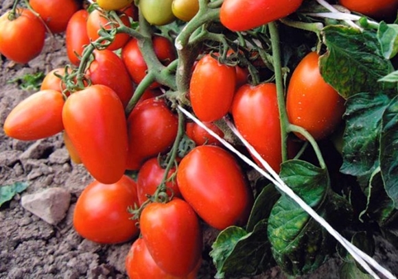 principiante de tomate en el jardín