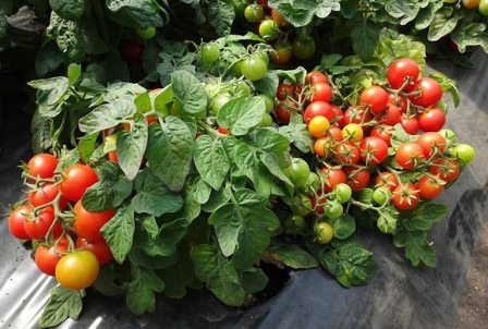 Indoor-Tomaten
