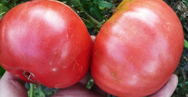 große Tomaten