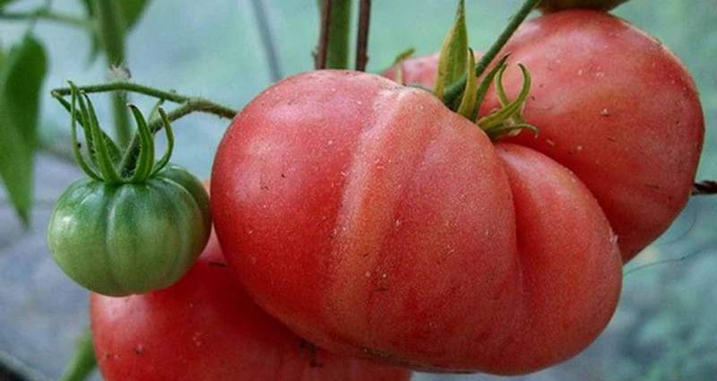 pomodoro in crescita