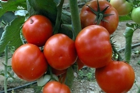 pomidorų žievė pirmoji darže