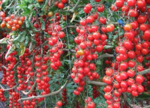 Charakteristika a opis odrody cherry paradajok Cherry red, jej výnos