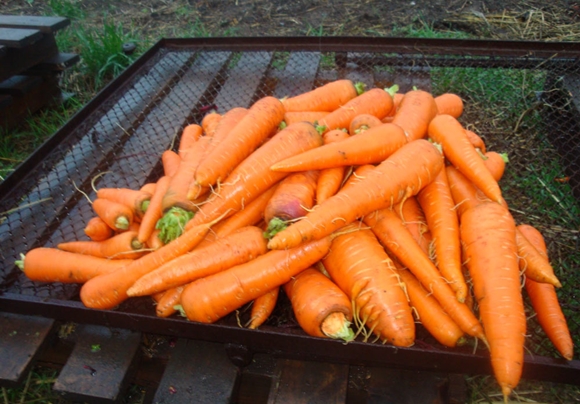callisto carrots