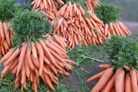 variedades de zanahoria
