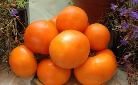 pomidor pomarańczowy