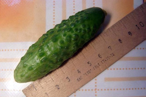 gherkin cucumber