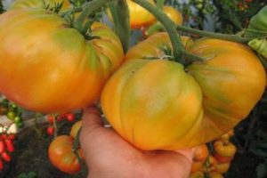 Characteristics and description of the tomato variety Yellow giant