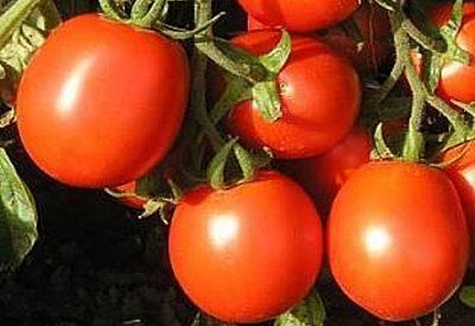 tomaat ver naar het noorden in de tuin