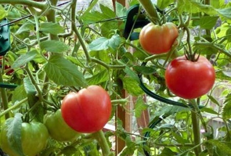 gemahlener Pilz der Tomatenbüsche