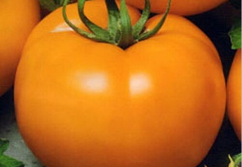 domates kral balının görünümü